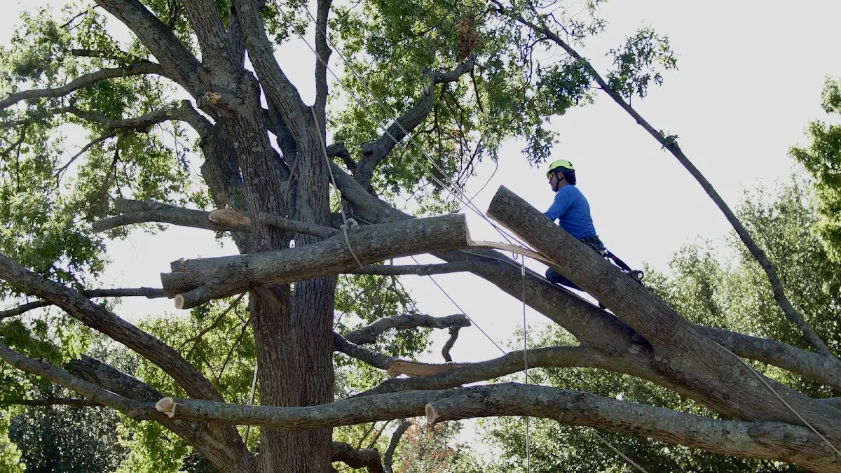Professional Hazardous Tree Removal performed by certified arborists in Tamms