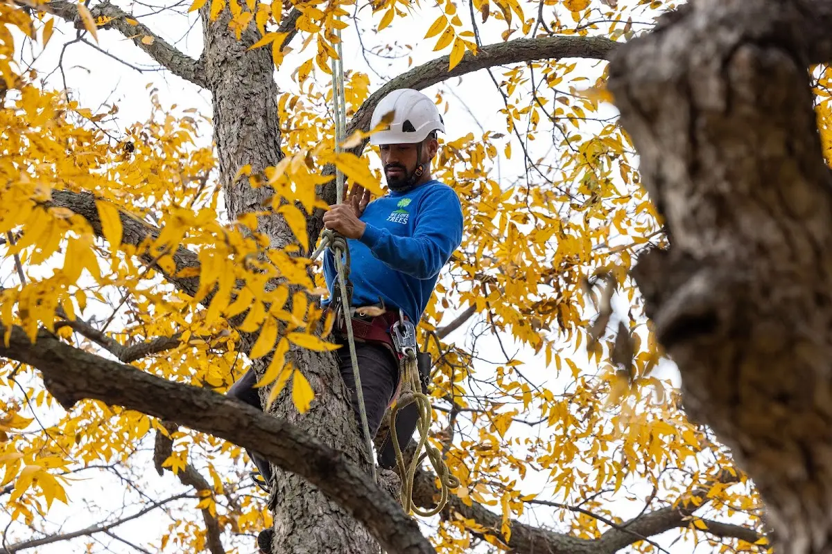 Skilled Tree Transplanting crew working in Tamms
